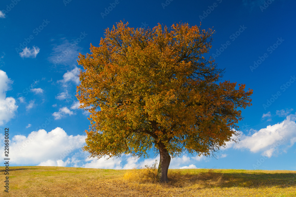 Lonely tree on the meadow in autumn,