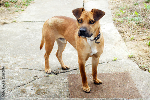 Fototapeta Naklejka Na Ścianę i Meble -  Beautiful crossbreed dog