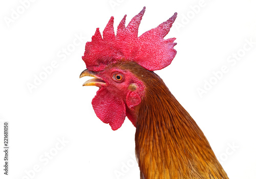 Rooster on white background.
