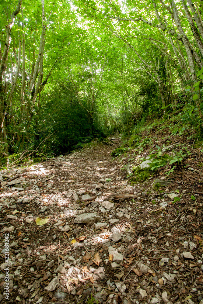 Fototapeta premium Path in the forest