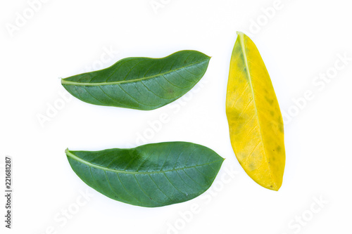 Green and yellow leaves on white background.