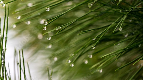 Pine needle with dewdrops in morning in Sochi