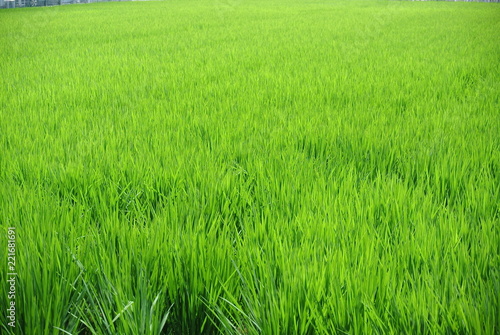 稲　青い　収穫