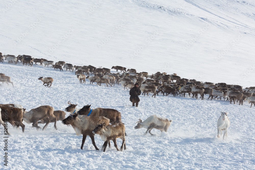 Naklejka premium Nenets reindeer mans catches reindeers on a sunny winter day