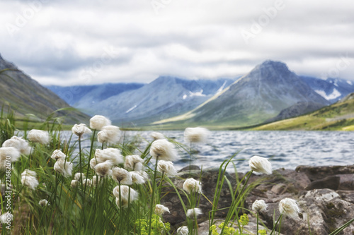 Cotton grass against the backdrop of mountains and lakes, Polar Urals, Russia, Yamal.