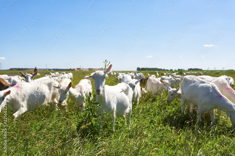 Herd of goats grazing on green grass Herd of goats grazing on green grass