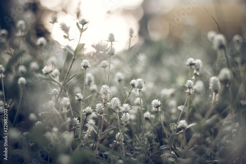 Fototapeta Naklejka Na Ścianę i Meble -  flower grass and sun light background