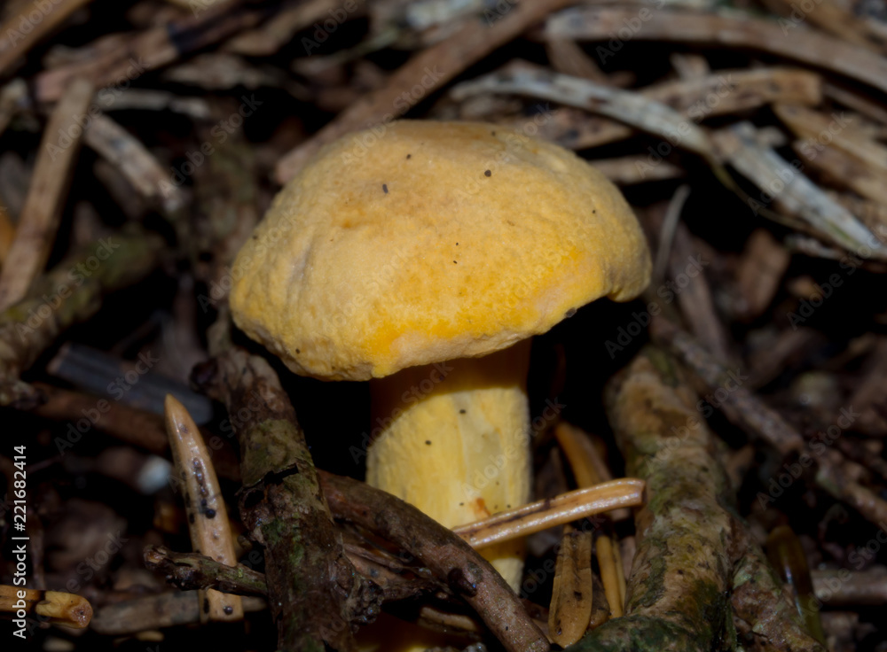 Chanterelle Chanterelle