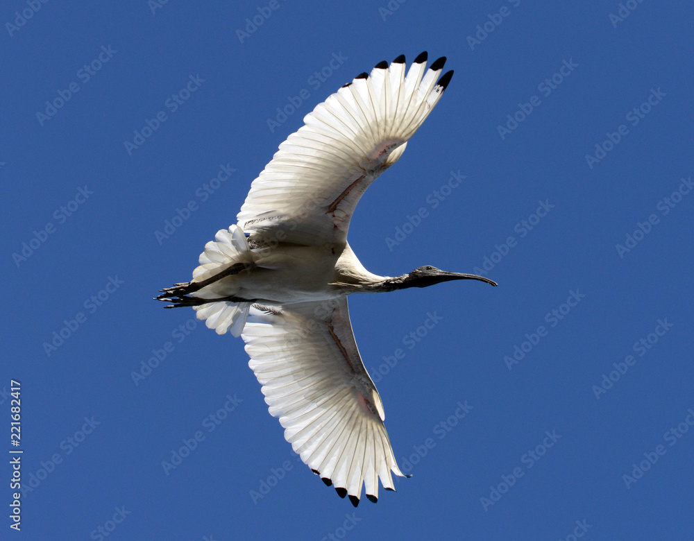 Australian White Ibis bird flying Australian White Ibis bird flying