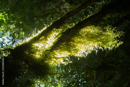 Fototapeta Naklejka Na Ścianę i Meble -  Green moss on a tree
