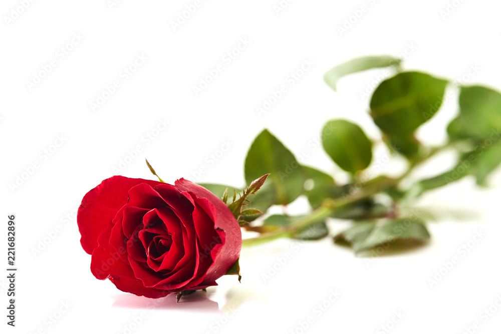 Single beautiful red rose Single beautiful red rose