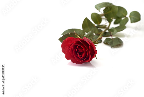 Single beautiful red rose