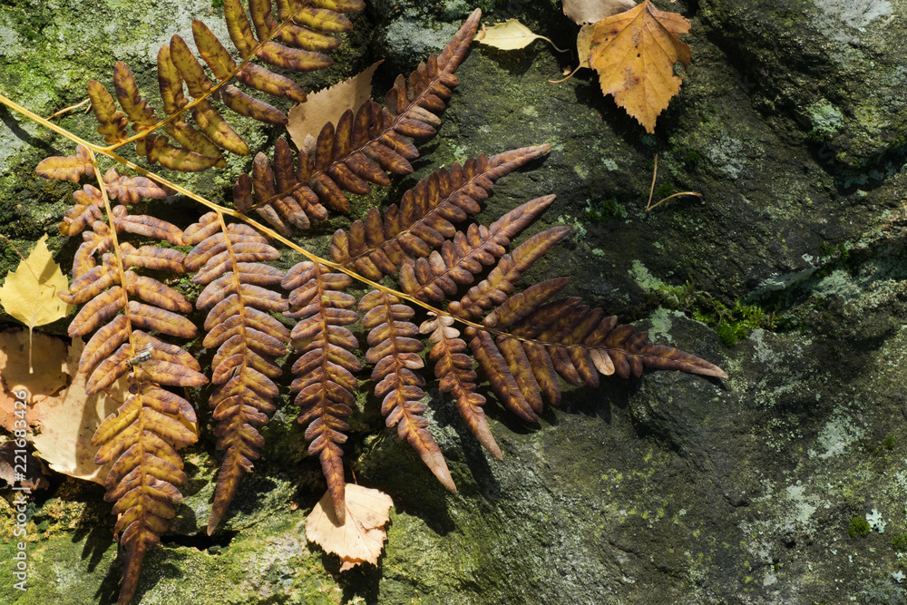 Brown fern leaf on stone background in autumn forest. Brown fern leaf on stone background in autumn forest.
