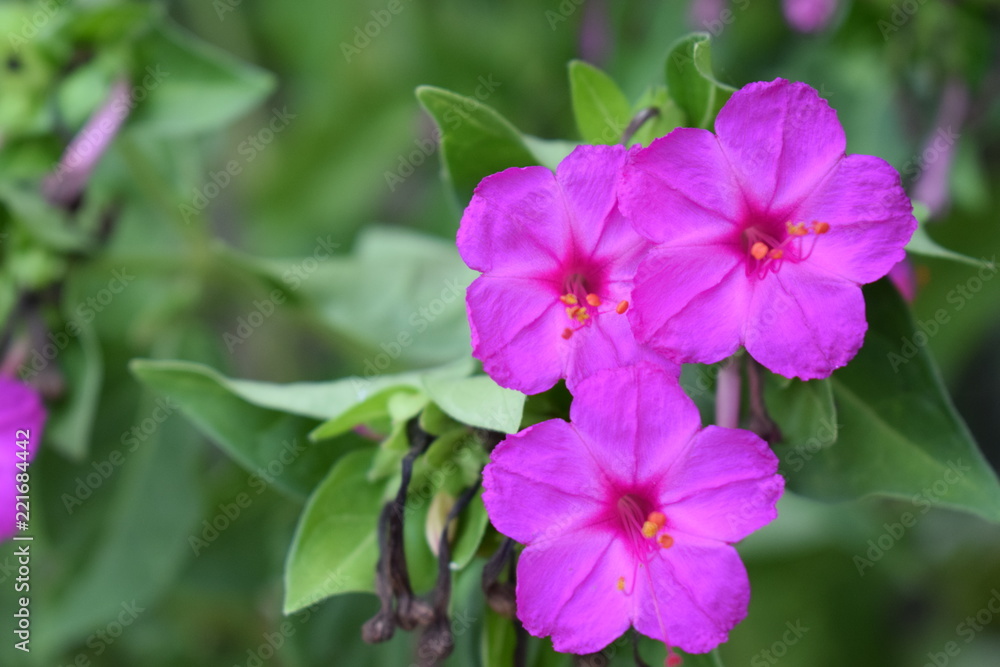 Flores rosas Flores rosas