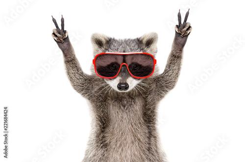 Portrait of a funny raccoon in sunglasses, showing a sign peace, isolated on white background photo