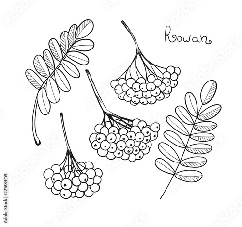 Black liner set Rowan Tree. Isolated elements of rowanberry or ashberry. Sketch leaves and cluster of Sorbus berry. Brunch of sorb