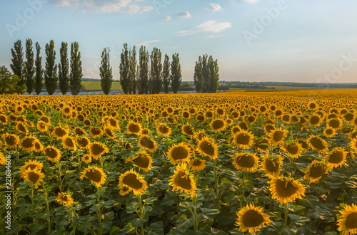 Blooming sunflower. A large view of the flowers. Sunflower at sunset.