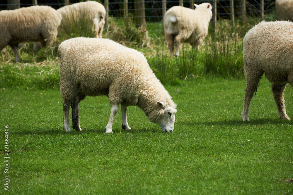 Sheep eat grass on a farm, the south Island of New Zealand Sheep eat grass on a farm, the south Island of New Zealand