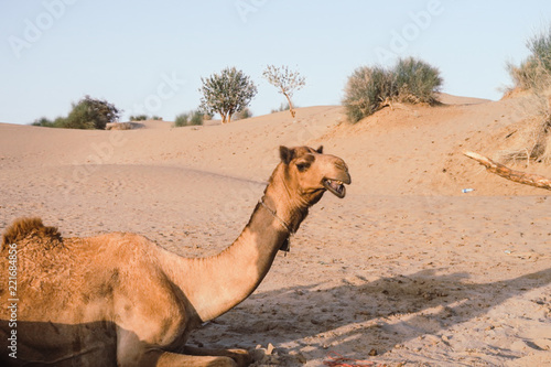 Camel hanging around in the Thar desert near Jaisalmer (India)