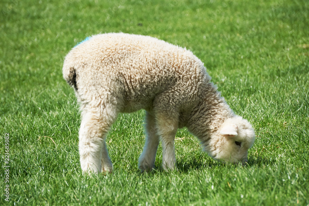 Sheep eat grass on a farm, the south Island of New Zealand Sheep eat grass on a farm, the south Island of New Zealand