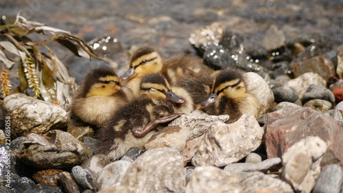cute ducklings, niedliche Baby Enten