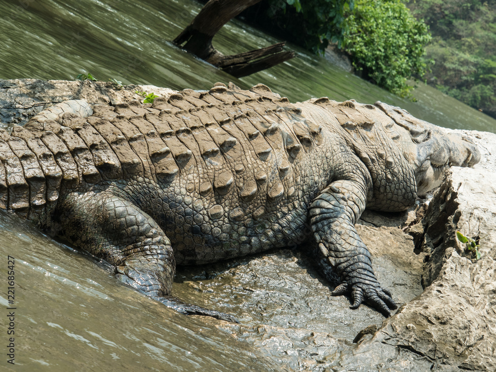 Fototapeta premium Crocodile sunbathing