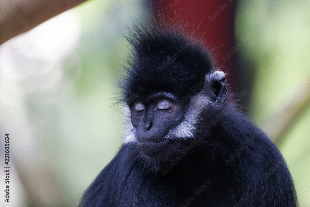 Langur de François en gros plan Langur de François en gros plan