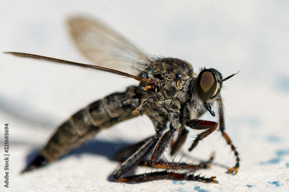 Extreme macro shot of a horsefly (Tabanidae). Extreme macro shot of a horsefly (Tabanidae).