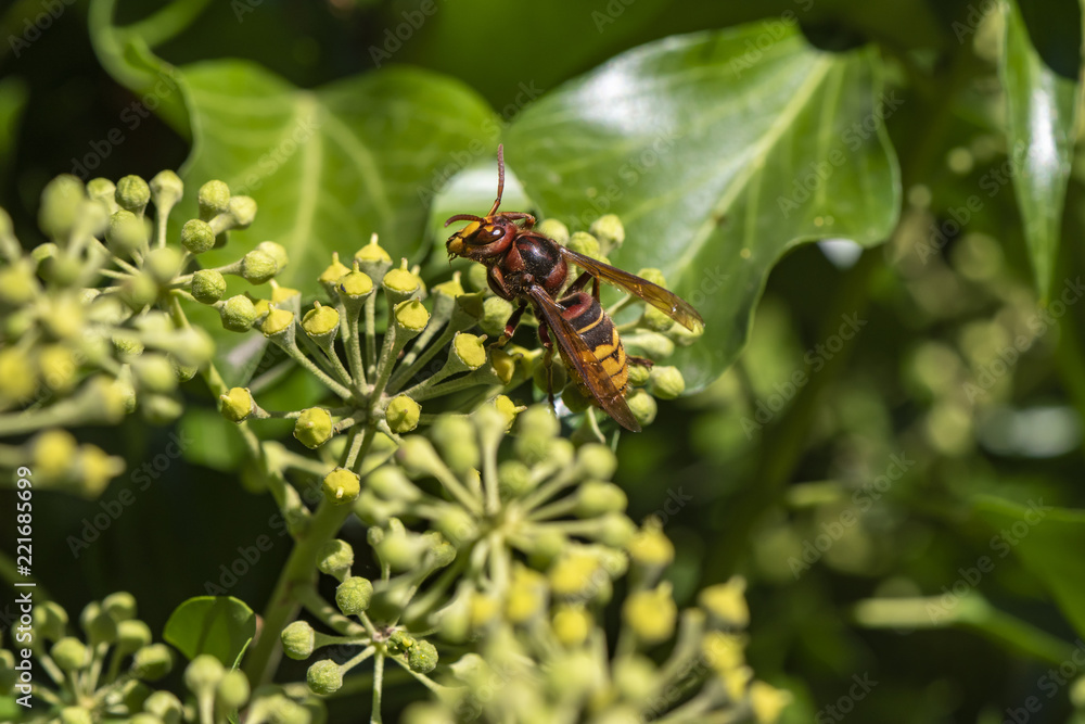 Close up from a hornet (Vespa crabro) on ivy blossoms Close up from a hornet (Vespa crabro) on ivy blossoms