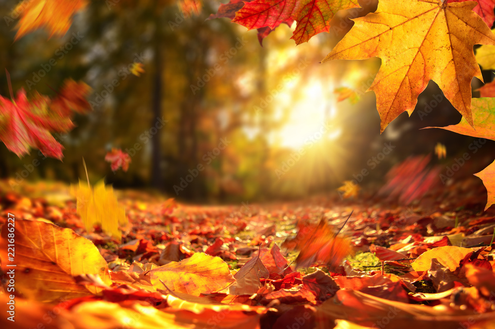 Naklejka premium Nastrojowa scena jesienna z opadającymi liśćmi i zachodzącym słońcem