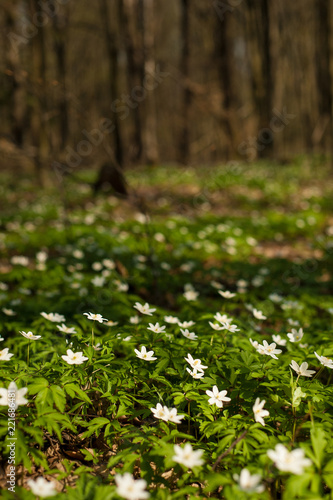 Anemone nemorosa flower in the forest in the sunny day. Wood anemone, windflower, thimbleweed. 