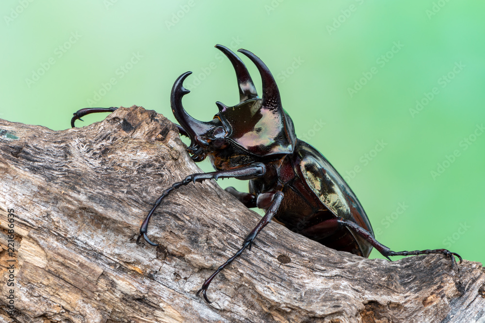 The Atlas beetle - Chalcosoma atlas The Atlas beetle - Chalcosoma atlas