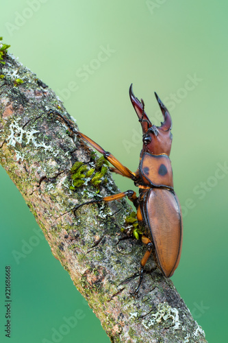 the stag beetle - homoderus gladiator photo