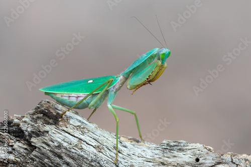 giant Asian shield mantis - Rhombodera basalis photo