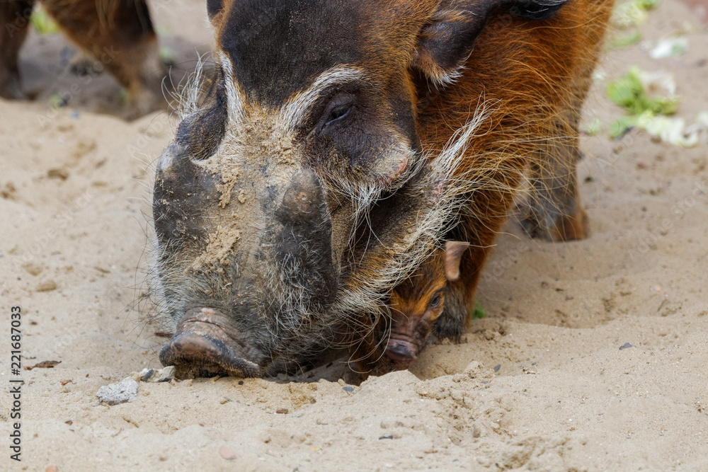 Bébé potamochère et adulte