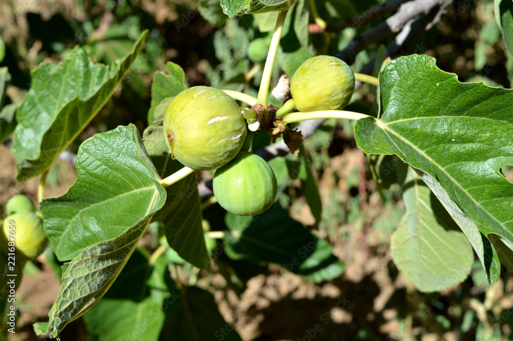 Close-up of Ripe Fig Fruits, Sicily, Italy, Nature, Macro Close-up of Ripe Fig Fruits, Sicily, Italy, Nature, Macro