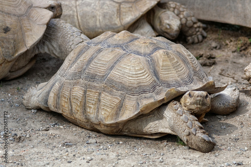 Tortue sillonnée