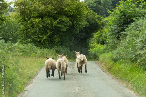 sheep running down a narrow land in Wales