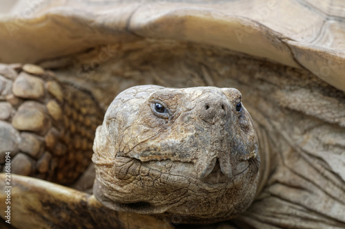 Tortue sillonnée en gros plan