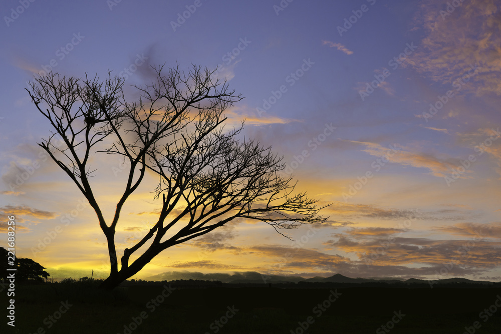 Beautiful landscape image with dead trees silhouette at sunset