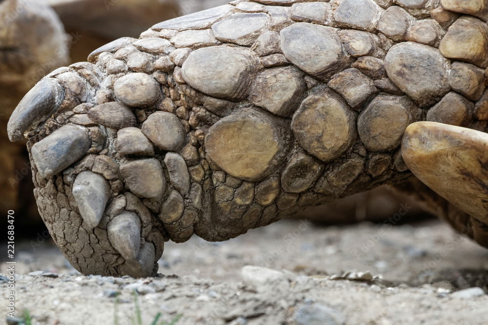 Détail d'une patte de tortue sillonnée Détail d'une patte de tortue sillonnée