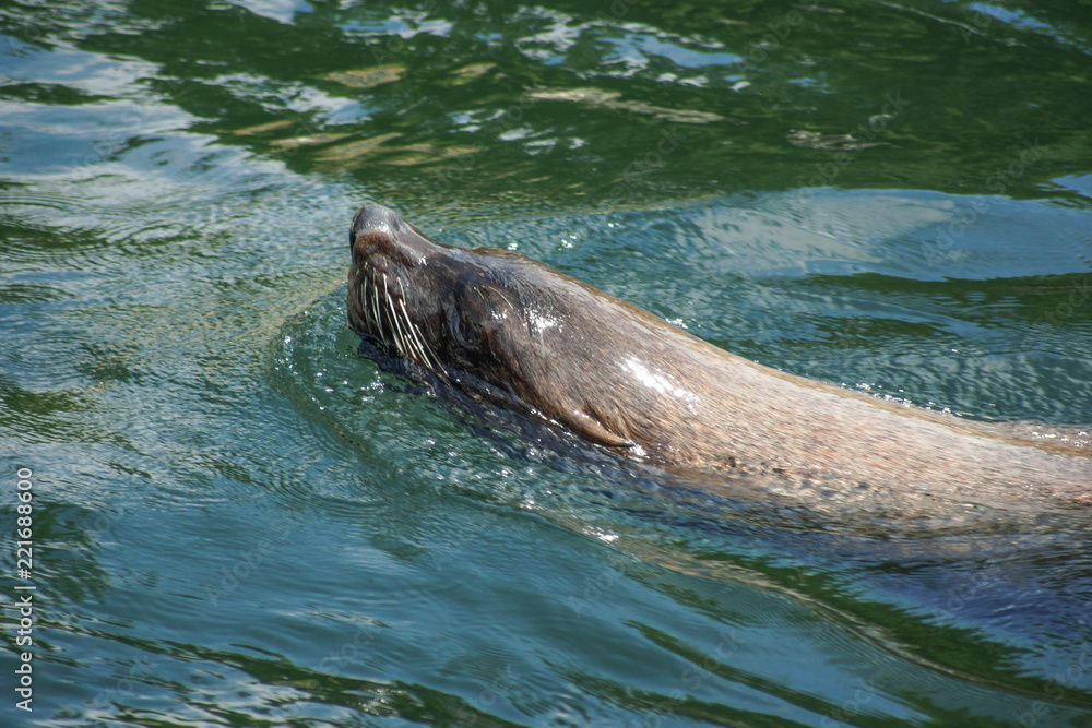 Obraz premium Seehunde, Seelöwen, Robben im Zoo