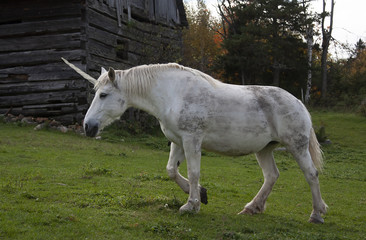 The mythical unicorn grazes in a grassy field beside a barn in Canada