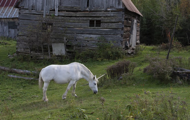 The mythical unicorn grazes in a grassy field beside a barn in Canada