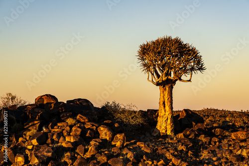 a quivertree at sunrise namibia photo