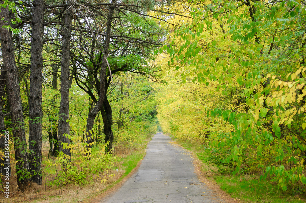 Highway, passing between autumn trees with yellow leaves. Highway, passing between autumn trees with yellow leaves.