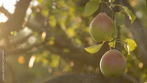 branch with pears