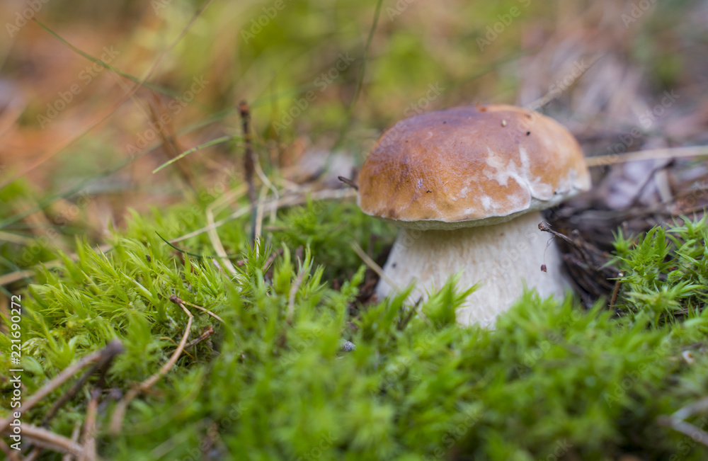 Boletus Edulis. Beautiful edible mushrooms growing in the forest in autumn. Boletus Edulis. Beautiful edible mushrooms growing in the forest in autumn.