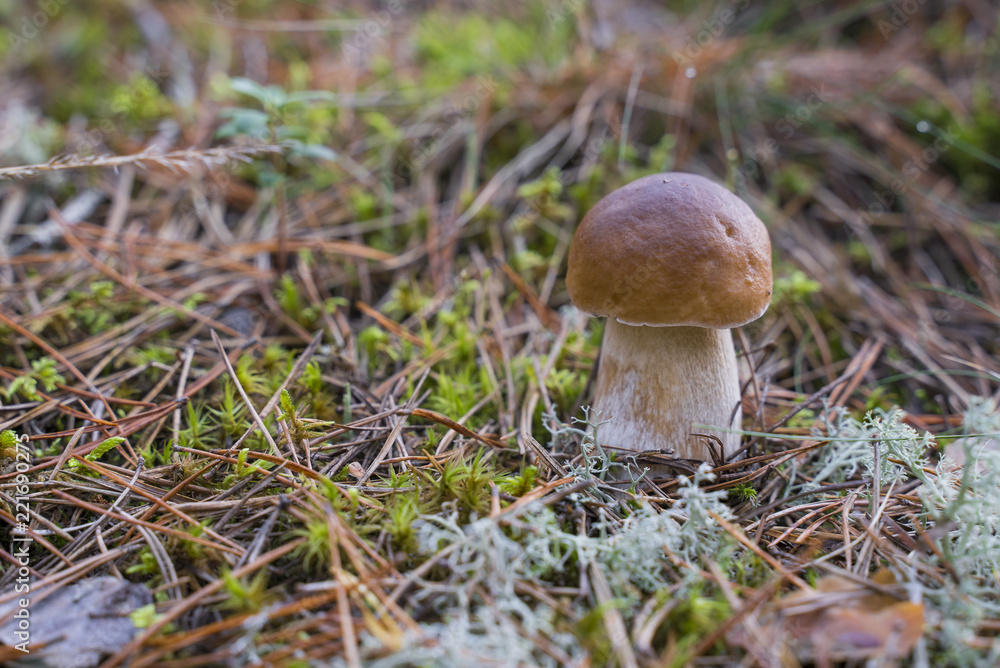 Boletus Edulis. Beautiful edible mushrooms growing in the forest in autumn. Boletus Edulis. Beautiful edible mushrooms growing in the forest in autumn.