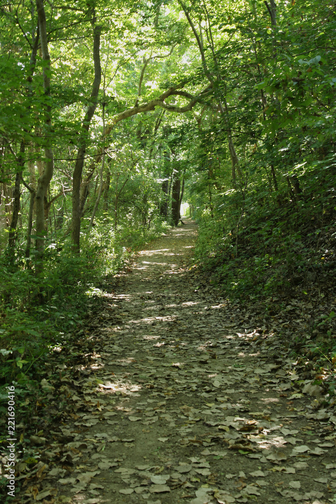 Path Through the Trees